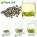 Plantgift Jasmine Dragon Pearls Tea 130g - Premium Green Tea & Oolong Blend - Best Jasmine Tea for a Soothing Experience | International Shipping - Buy Online on SooperMarket.com
