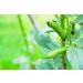 Organic Small Red Chili Beans 10 Pounds - Non-GMO, Kosher, Vegan, Raw, Sproutable, Non-Irradiated - USA 10 LB Bulk - Buy Online on SooperMarket.com