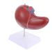 Baluue Liver Anatomical Model Liver Model with Base Anatomical Liver Model Human Body Gallbladder