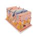 3B Scientific J13 Skin Block Model 70 Times Full-Size 17.3-Inchx9.4-Inchx9.1-Inch - Buy Online on SooperMarket.com