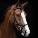 Buy Horseware Rambo Micklem Deluxe Competition Bridle - Customizable Colors & Sizes - Black M - International Shipping - Buy Online on SooperMarket.com