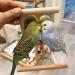 HANZE Bird Mirror and Swing Set for Parrots - Wooden Toy for Macaws, Lovebirds, Cockatiels - 2 Pack - Buy Online on SooperMarket.com