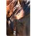 Circle Y Distressed Beaded Leather Browband Headstall - Walnut | Horse Bridle - Buy Online on SooperMarket.com