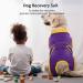 Kuoser Dog Body After Surgery - Breathable Recovery Suit for Male & Female Dogs | Leakage Protection & Anti-Licking | Purple L (1 Pack) - Buy Online on SooperMarket.com