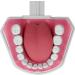 Teeth Model Toothbrushes - Dental Teaching Tool Kit | 120 Open & Clear View for Effective Learning - Buy Online on SooperMarket.com