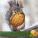 New Harvest 2022: 25kg Raw & Unprocessed Walnuts in Bowl for Squirrels - 100% Vegan & Natural - Buy Online on SooperMarket.com