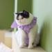 Yeapeeto Cat Recovery Suit | E-Collar Substitute for Cats | Prevent Licking Abdominal Wounds | Breathable & Warm After Surgery | Purple S - Buy Online on SooperMarket.com