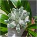 Stone Crafts Green Ghost Phantom Quartz Crystal Cluster Specimen kaixun (Size : 500-600g) - Buy Online on SooperMarket.com