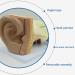 Human Ear Model Professional Ear Simulation Model 6X Magnification Human Organ Model Ear Model 5-Piece Medical Education Model - Buy Online on SooperMarket.com