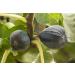 Dried Black Mission Figs - High Fiber Snacks, Unsweetened, Gluten-Free, Non-GMO & Kosher - California Grown - 8 Oz Bags (Pack of 4) - Buy Online on SooperMarket.com