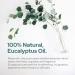 Plant of Life Essential Oil - 100% Pure and Natural - Therapeutic Grade Essential Oil with Dropper (Eucalyptus 2 oz (60mL)) - Buy Online on SooperMarket.com