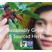 Bravo Tea Lung Soother | Caffeine Free | 20 Tea Bags for Respiratory Health - Buy Online on SooperMarket.com