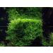 Taxiphyllum barbieri (Java Moss) - Buy Online on SooperMarket.com
