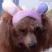 Bro'Bear Bunny Rabbit Hat with Ears for Cats & Small Dogs Party Costume Accessory Headwear (Pink Bunny  Small) - Buy Online on SooperMarket.com