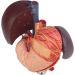 Model of The Human Liver Model of The Liver and The Duodenum and The Pancreas Model of The Liver in Life Simulation Model of The Hepatobile Digestor Organ - Buy Online on SooperMarket.com