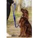 Police style dog training lead 6ft Multiple colours (Blue) - Buy Online on SooperMarket.com