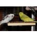 Premium Bird Gallery Perch - Quality Budgie Perches & Accessories for Bird Cages | International Shipping Available - Buy Online on SooperMarket.com