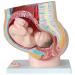 Female Pelvic Pattern with Nine-Month fetal Model. Suitable