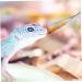 BELLIFFY Reptile Feeding Clip Reptile Tongs Feeding Snake Feeding Tongs Stainless Steel Silver - Buy Online on SooperMarket.com