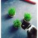 Cat Grass Kits x3 with Extra Strong Catnip - Cat FurNature - Buy Online on SooperMarket.com