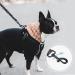 Snocyo Jogging Leash for Dogs | Elastic & Reflective Leash for Medium & Large Dogs | Double Handle & Waist Belt | Black & Blue - Buy Online on SooperMarket.com