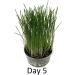 Catomwise Eco Cat Grass Kit x 2 | Organic Cat Grass Kit with PLA Bowls | Ideal for Indoor and Outdoor Cats - Buy Online on SooperMarket.com