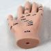 Acupuncture Hand Model Reflexology Acupoint Medical Study Kit - Buy Online on SooperMarket.com