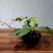 WANDIC Round Flower Frog & Ceramic Flower Pot Set - Shiny Black Pebble - Ikebana Floral Arrangement Supplies for Home and Office Decoration - Buy Online on SooperMarket.com