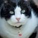 6 Pack Lucky Cat Collar Bells for Potty Training - White, Red, Yellow - Includes Free Clips & Key Rings - Buy Online on SooperMarket.com