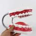 LBYLYH 6X Teeth Model for Dental Care - Dental Study & Laboratory Model with Toothbrush Included | International Shipping Available - Buy Online on SooperMarket.com