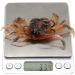3Pcs 3D Simulation Crab Soft Lures with Sharp Double Hooks for Sea Fishing - Style3 - Buy Online on SooperMarket.com