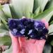 Home Decor Natural Dream Amethyst Quartz Crystal Cluster Specimen Gifts Natural Crystal Room Decoration FUZEGRDLI (Color : 90-100g Size : 1pc) 1pc 90-100g - Buy Online on SooperMarket.com