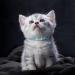 Tagme Cat Collar 2-Pack - Reflective Safety Collars with Name & Address Shield for Kittens | Adjustable 15-20 cm | Sky Blue - Buy Online on SooperMarket.com