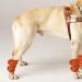 2Pcs Adjustable Dog Cat Leg Brace Elastic Warm Knee Pads for Surgery Wound Support and Stability for Injury Recovery Prevent Licking (Orange) - Buy Online on SooperMarket.com