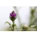 900 g Organic Cardoon (Thistle Blossom) bee Honey Wild Thistle Meadows - Buy Online on SooperMarket.com