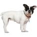 Personalized Address Tags for Dogs & Cats - 6 Pack Pet ID Pendants with Key Ring - Durable Animal Accessories - Buy Online on SooperMarket.com