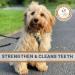 Pets Purest 100% Natural Red Deer Antlers for Dogs - 2 Small Stag Horn Bones - Premium Treat & Plaque Removal Chews - Buy Online on SooperMarket.com