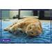FELIWAY CLASSIC Diffuser Refill 3-Pack - Use with FELIWAY Cat Diffusers - Comforts Cats at Home & Helps Control Unwanted Urine Spraying Cat Scratching and Hiding (90 Day Supply FELIWAY Refill C238) - Buy Online on SooperMarket.com