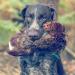 Romneys Pheasant Dummy 500g | Real Plumage & Feather Training Dummy for Hunting Dogs | Floatable Wild Dummy - Buy Online on SooperMarket.com