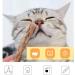 Buy Matatabi Cat Mint Sticks - 40 Pieces for Dental Care | Catnip Toys for Cats - Buy Online on SooperMarket.com