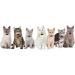Lafayi 7-Piece Cat Collar Set with Bells & Fruit Pendants | Adjustable Cat Necklaces (18-30cm) | Safe Pet Accessories & Supplies - Buy Online on SooperMarket.com