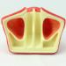 LBYLYH Modeling Implant Surgery Dental Oral Model of Jaw Breast Lift Operation