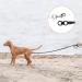 EXPAWLORER Chew Proof Retractable Dog Lead - Dual Extendable Reflective Lead for 2 Dogs, 5M Heavy Duty Double Lead for Small, Medium & Large Dogs - Buy Online on SooperMarket.com
