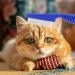 Premium 6-Part Pet Grooming Massage Comb Set for Cats & Dogs - Effective Flea Lice & Tick Removal Tools - Buy Online on SooperMarket.com