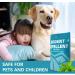 SUAVEC Rodent Repellent 8 Pack - Peppermint Oil Mouse and Rat Deterrent for House, RV, and Outdoor Use - Buy Online on SooperMarket.com