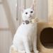 Classic Plaid Bow Tie Cat Collar with Bell - 2 Pack Adjustable Collars for Cats and Small Dogs - Beige Plaid Design - Buy Online on SooperMarket.com