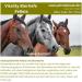 Brewer's Yeast Pellets for Horses - Vitality Supplement with Silica Vitamin B | 1000g - Enhance Coat Health & Performance - Buy Online on SooperMarket.com