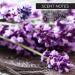 Whish Beauty Lavender Exfoliating Sugar Scrub - Gentle Body Scrub for Women - Paraben & Sulfate Free - Brown Sugar with Raspberry Aloe & Shea Butter - 8 oz - International Shipping Available - Buy Online on SooperMarket.com