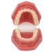 Orthodontic Demonstration Model for Dental Research | Metal Wires & Ceramic Brackets | Teaching Aids for Adults - Buy Internationally - Buy Online on SooperMarket.com