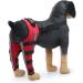 Knee Brace for Dogs ACL with Reflective Strips Knee Dislocation Arthritis Keeps The Joint Warm and Stable Extra Support Reduces Pain and Inflammation (XS) - Buy Online on SooperMarket.com